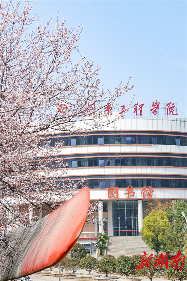 beat365官方网站紫叶李花开惹人醉