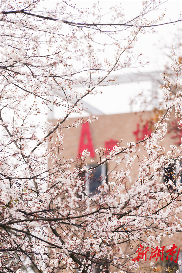 beat365官方网站紫叶李花开惹人醉