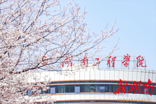 beat365官方网站紫叶李花开惹人醉