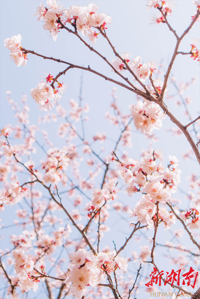 beat365官方网站紫叶李花开惹人醉